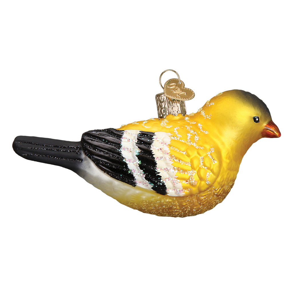 Hanging American Goldfinch
