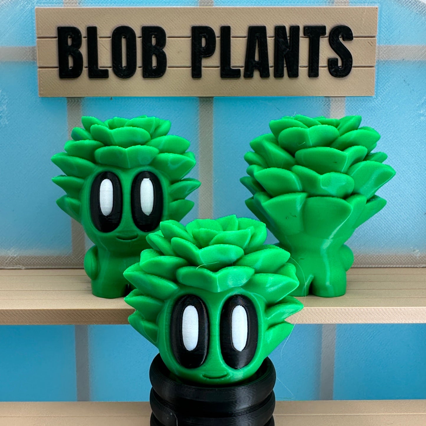 Succulent Blob Plant