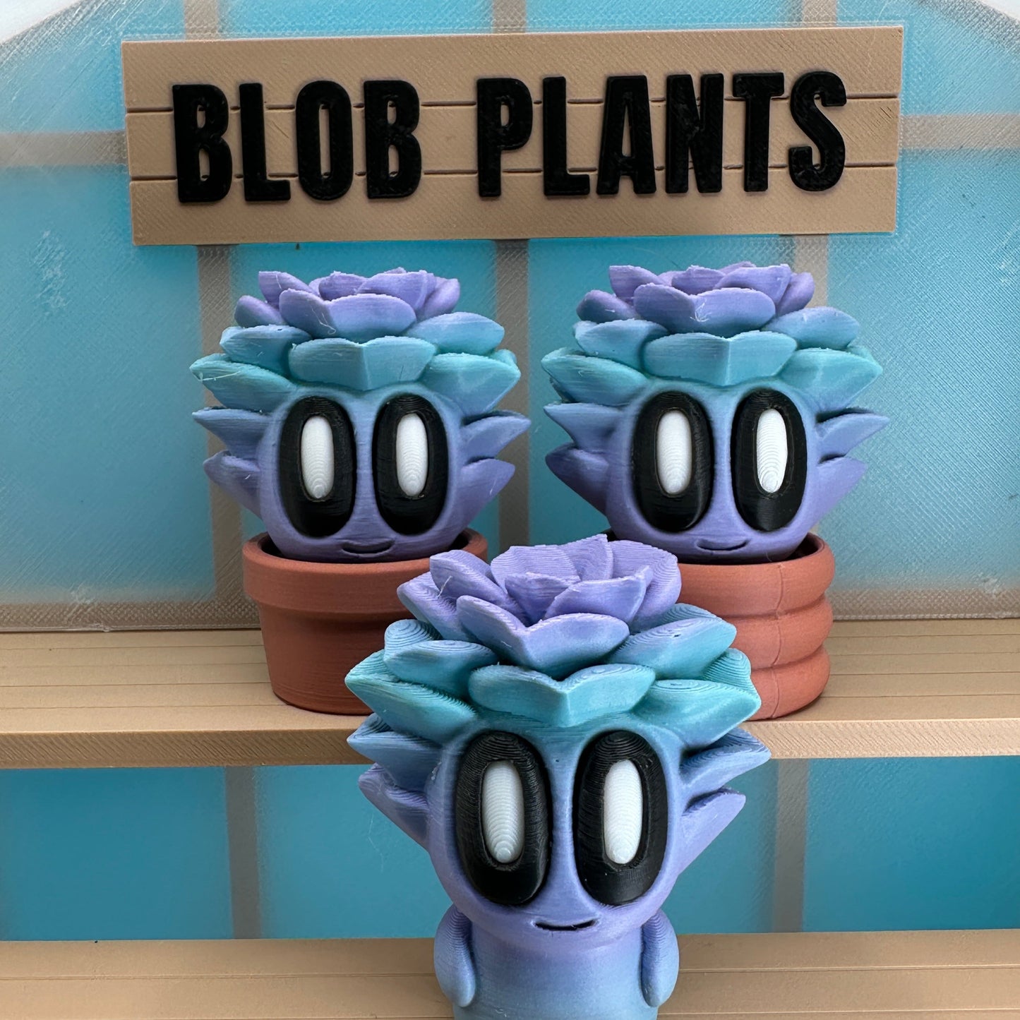 Succulent Blob Plant