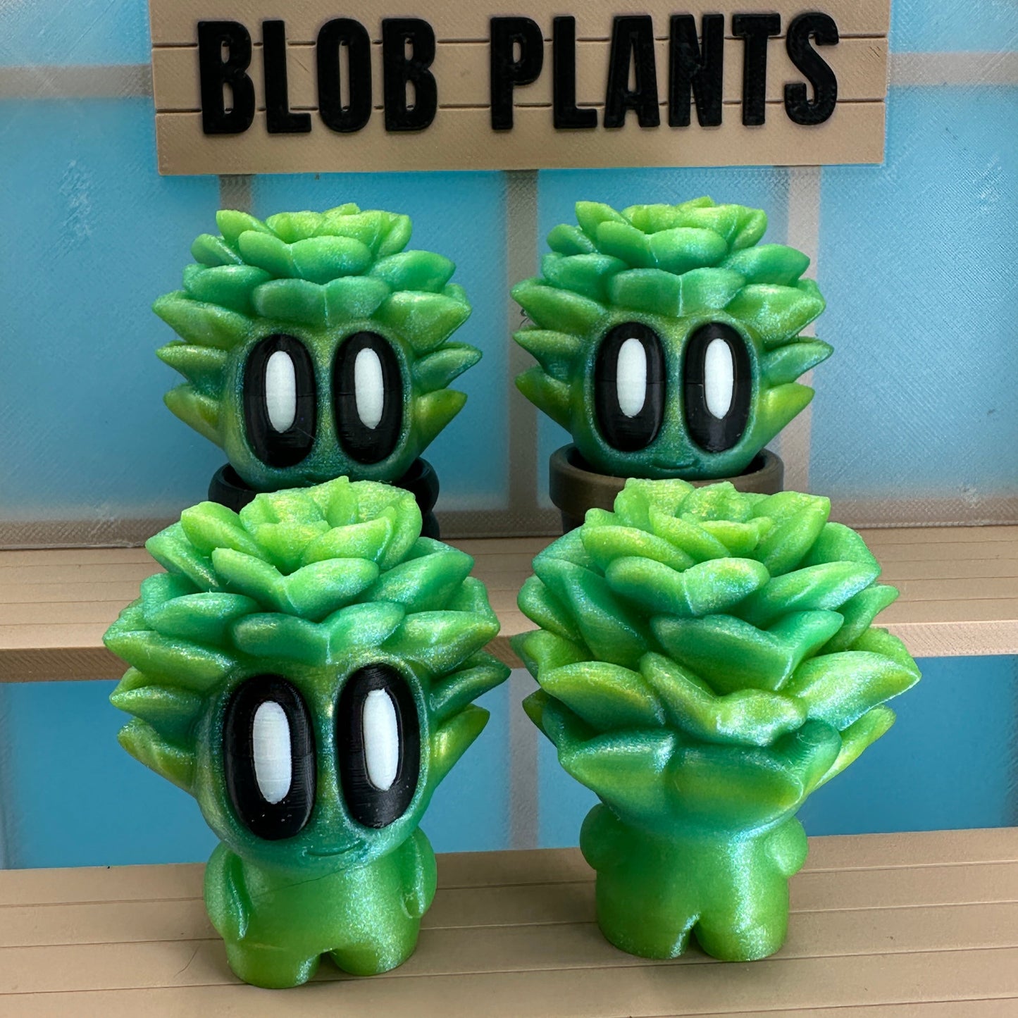 Succulent Blob Plant